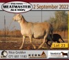 2X MEATMASTER OOI/EWE KERN MEATMASTERS (Pay per Animal to take all in lot) - 3