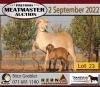 2X MEATMASTER OOI/EWE KERN MEATMASTERS (Pay per Animal to take all in lot) - 4