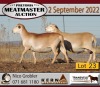 2X MEATMASTER OOI/EWE KERN MEATMASTERS (Pay per Animal to take all in lot) - 5