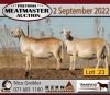 2X MEATMASTER OOI/EWE KERN MEATMASTERS (Pay per Animal to take all in lot) - 6