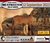 2X MEATMASTER OOI/EWE KERN MEATMASTERS (Pay per Animal to take all in lot) - 7