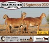 2X MEATMASTER OOI/EWE KERN MEATMASTERS (Pay per Animal to take all in lot)