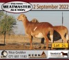 2X MEATMASTER OOI/EWE KERN MEATMASTERS (Pay per Animal to take all in lot) - 2