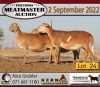 2X MEATMASTER OOI/EWE KERN MEATMASTERS (Pay per Animal to take all in lot) - 3