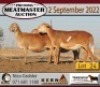 2X MEATMASTER OOI/EWE KERN MEATMASTERS (Pay per Animal to take all in lot) - 3