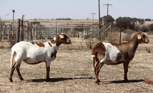 2X MEATMASTER OOI/EWE OLIVEBRANCH MEATMASTERS (Pay per Animal to take all in lot)