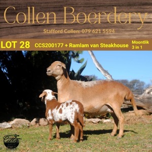 1+1X MEATMASTER OOI/EWE COLLEN BOERDERY