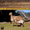 1+1X MEATMASTER OOI/EWE COLLEN BOERDERY - 2