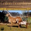 1+1X MEATMASTER OOI/EWE COLLEN BOERDERY - 3
