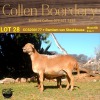 1+1X MEATMASTER OOI/EWE COLLEN BOERDERY - 5