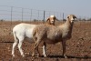 3X MEATMASTER OOI/EWE DIDYMUS MEATMASTERS (Pay per Animal to take all in lot) - 2