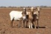 3X MEATMASTER OOI/EWE DIDYMUS MEATMASTERS (Pay per Animal to take all in lot) - 3