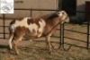 1X MEATMASTER RAM B3GENETICS PTY LTD - 3