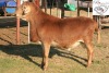 1X MEATMASTER RAM B3GENETICS PTY LTD - 3