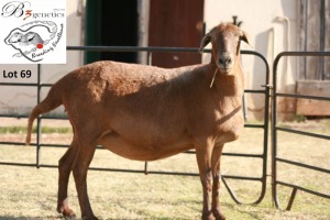 1X MEATMASTER OOI/EWE B3GENETICS PTY LTD