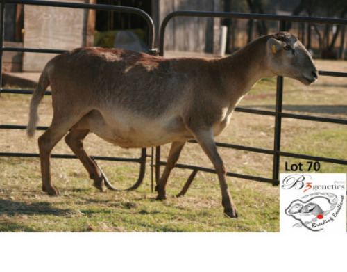 1+1X MEATMASTER OOI/EWE B3GENETICS PTY LTD
