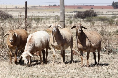 4X MEATMASTER OOI/EWE OLIVEBRANCH MEATMASTERS (Pay per Animal to take all in lot)