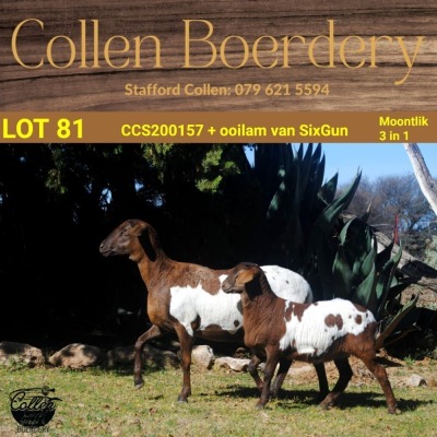 1+1X MEATMASTER OOI/EWE COLLEN BOERDERY