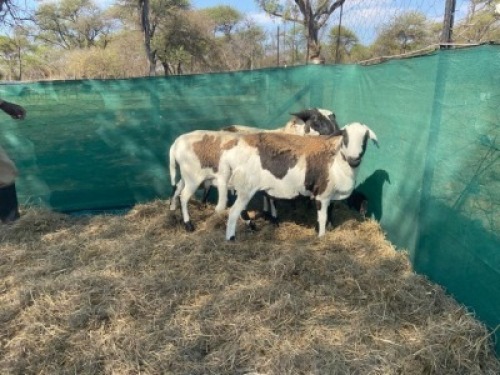 2+2X MEATMASTER OOI/EWE MAROELA MEATMASTERS (Pay per Animal to take all in lot)