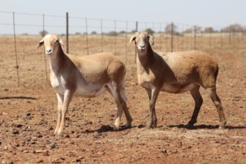 2X MEATMASTER OOI/EWE DIDYMUS MEATMASTERS (Pay per Animal to take all in lot)