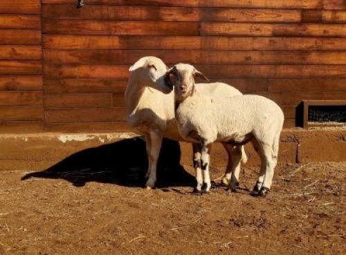 1+1X MEATMASTER OOI/EWE HAKUNA MATATA MEATMASTERS