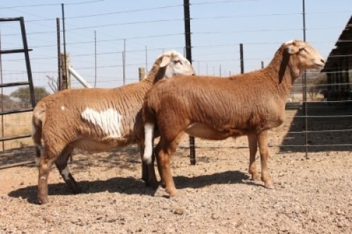 2X MEATMASTER OOI/EWE KLIPPUT MEATMASTERS (Pay per Animal to take all in lot)