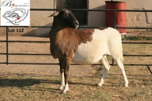 1X MEATMASTER OOI/EWE B3GENETICS PTY LTD