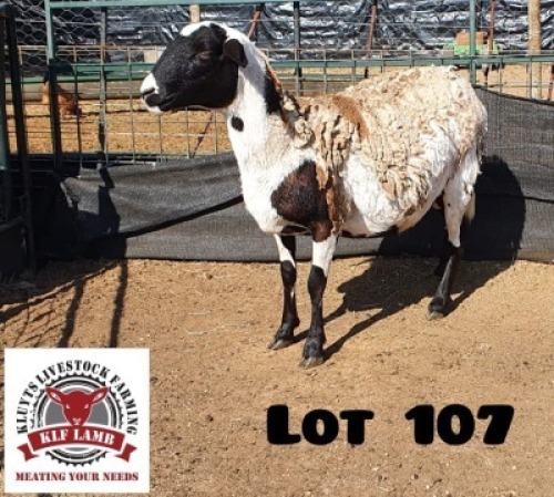 1X MEATMASTER OOI/EWE KLUYTS LIVESTOCK FARMING