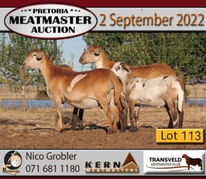 2X MEATMASTER OOI/EWE KERN MEATMASTERS (Pay per Animal to take all in lot)