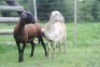 LOT 118 2X MEATMASTER OOIE/EWE VOORWAARTS BOERDERY(PER STUK OM LOT TE NEEM/PER PIECE TO TAKE THE LOT) - 2