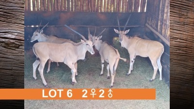 4X ELAND (PER STUK OM LOT TE NEEM)