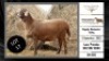 1X MEATMASTER OOI/EWE SCHALK BURGER MEATMASTERS