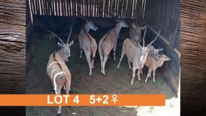 5+2X ELAND (PER STUK OM LOT TE NEEM)