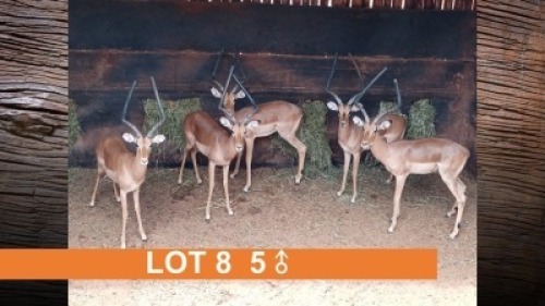 5X ROOIBOK RAMME (PER STUK OM LOT TE NEEM)
