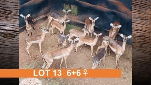 6+6X SAALRUG ROOIBOK (PER STUK OM LOT TE NEEM)