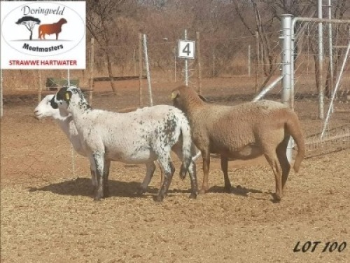 3X MEATMASTER OOI/EWE DORINGVELD MEATMASTERS (Pay per Animal to take all in lot)