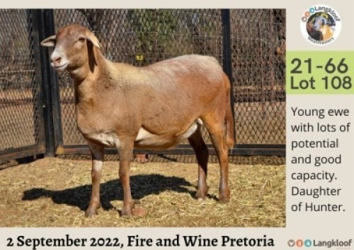 1X MEATMASTER OOI/EWE LANGKLOOF GAME FARM