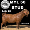 1X KALAHARI RED OOI/EWE FLOCK MYL 50 STUD