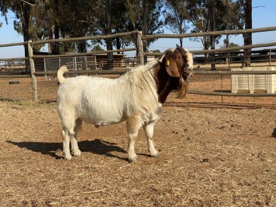 1X BOERBOK RAM FLOCK RONWIL BOERBOKSTOET