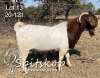 1X BOERBOK RAM FLOCK SPITSKOP BOERGOAT STUD