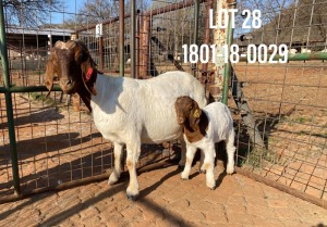 1X BOERBOK OOI/EWE FLOCK PELSER BOERBOKSTOET