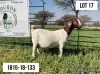 1+2X BOERBOK OOI/EWE STUD LOURON BOERBOKSTOET