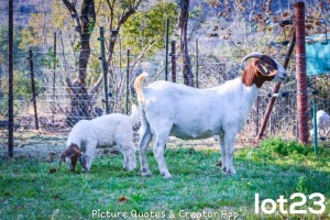 2X BOERBOK OOI/EWE + RAM FLOCK BRENT-MEEK BOERGOAT STUD