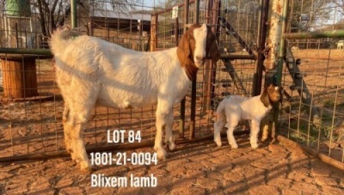1X BOERBOK OOI/EWE FLOCK PELSER BOERBOKSTOET