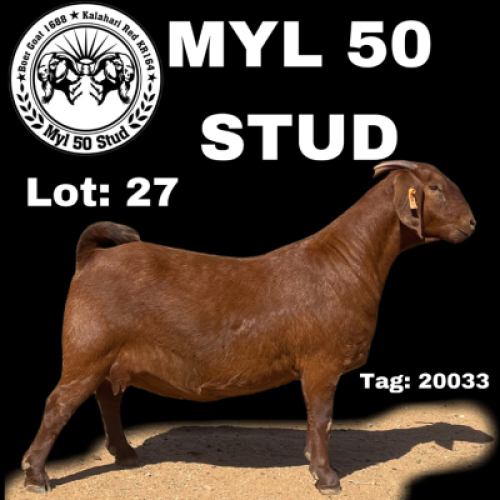 1X KALAHARI RED OOI/EWE STUD MYL 50 STUD