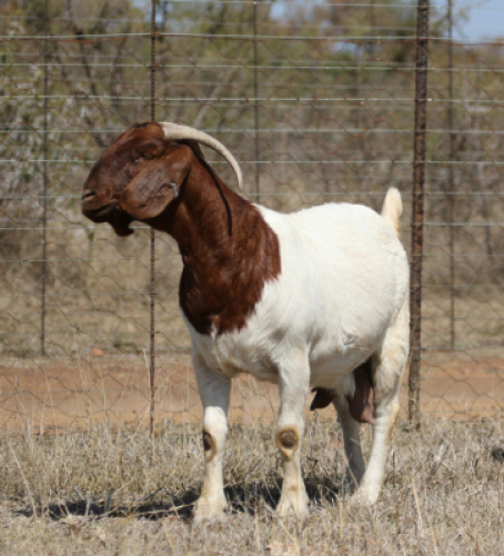 ONTREK OOI/EWE ROOIBOSKLOOF