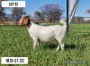 ONTREK OOI/EWE LOURON BOERBOKSTOET