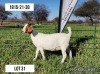 ONTREK OOI/EWE LOURON BOERBOKSTOET