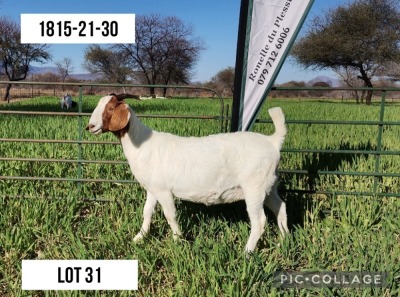 ONTREK OOI/EWE LOURON BOERBOKSTOET