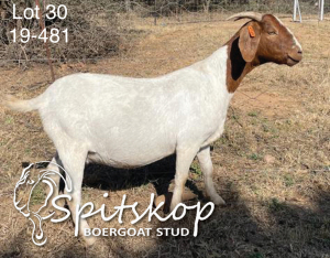 1X BOERBOK OOI/EWE FLOCK SPITSKOP BOERGOAT STUD